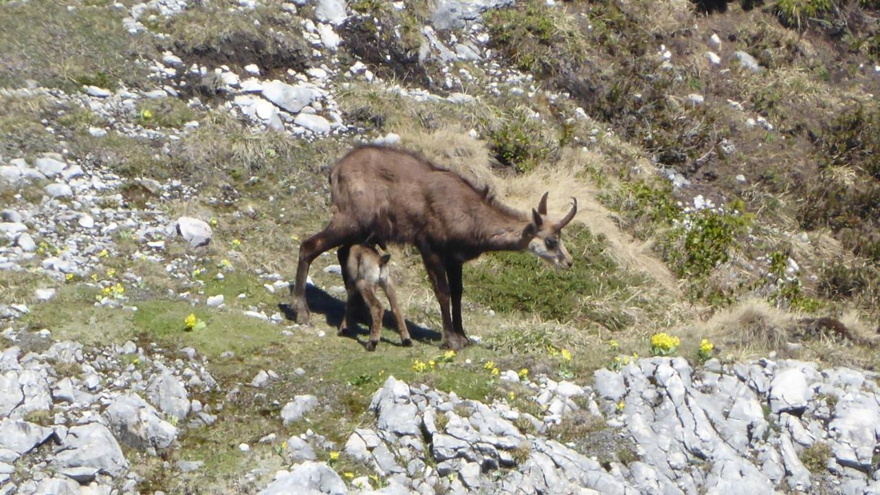 Fw Weissensee 44 Füssen Εξωτερικό φωτογραφία